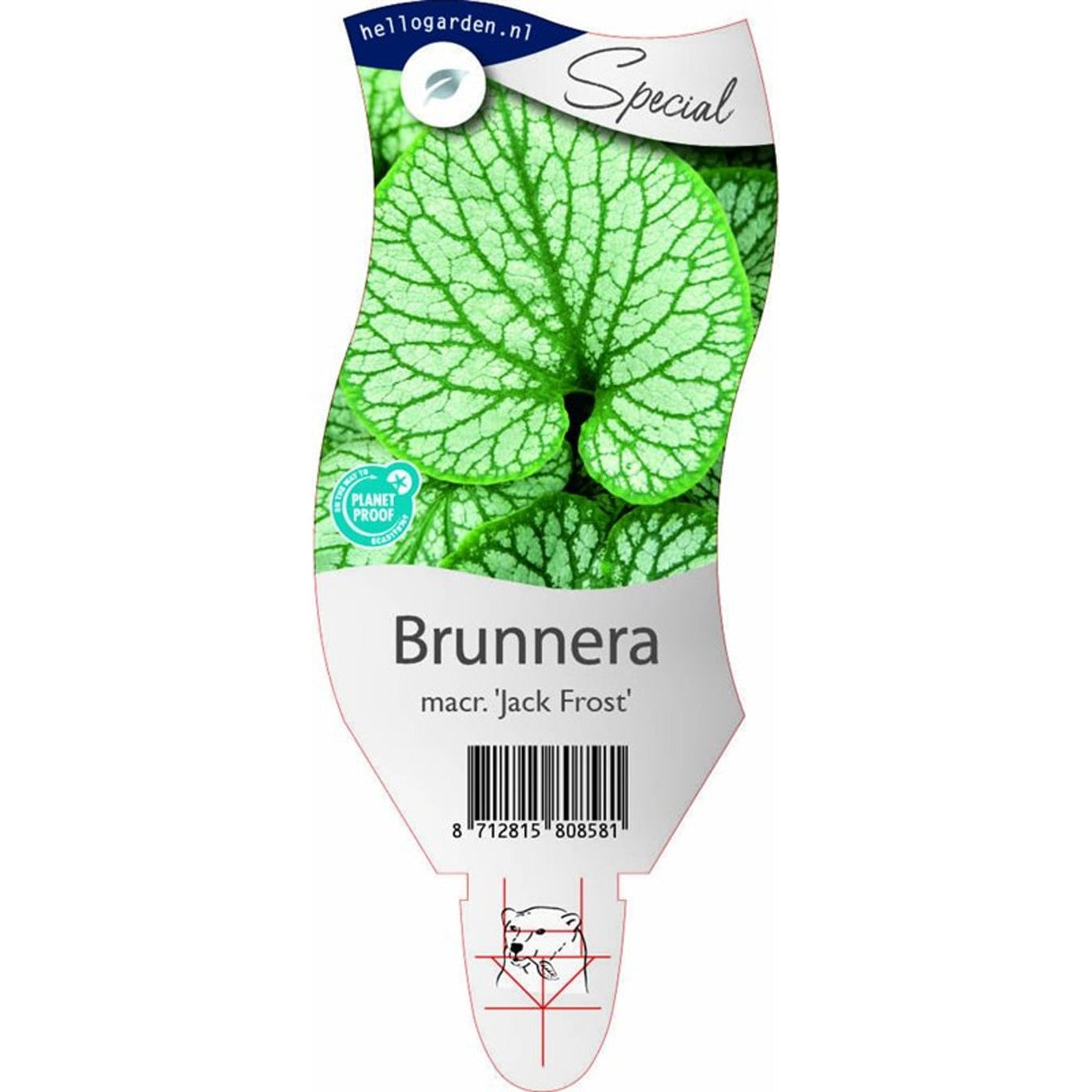 Kaukasisk förgätmigej – Brunnera macr. 'Jack Frost' - P11